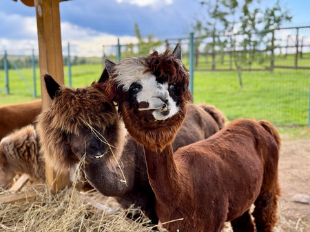 brown alpaca walks on a farm on a summer day. High quality photoの写真素材