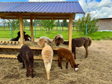 brown, white, and black alpacas on a farm eating hay on a summer dayの写真素材