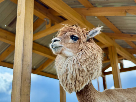 The most beautiful alpaca on the farm on a summer day. High quality photoの写真素材