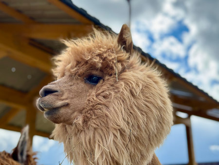 The most beautiful alpaca on the farm on a summer day. High quality photoの写真素材