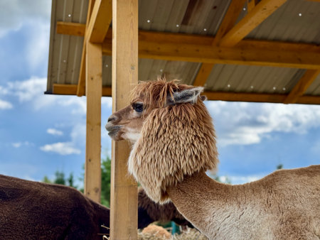 The most beautiful alpaca on the farm on a summer day. High quality photoの写真素材