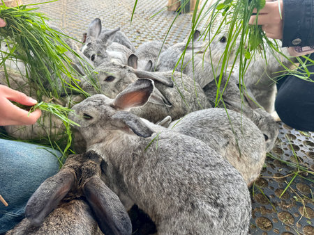 feeding rabbits with fresh grass on the farm in summer. Hight photoの写真素材