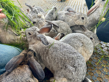 feeding rabbits with fresh grass on the farm in summer. Hight photoの写真素材