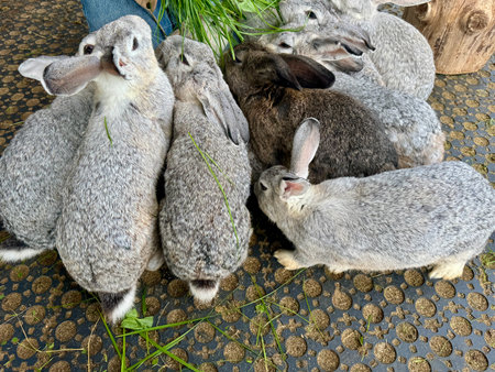 feeding rabbits with fresh grass on the farm in summer. Hight photoの写真素材