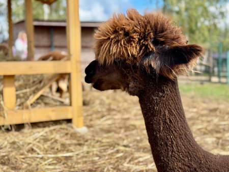 portrait of an alpaca on a farm on a summer day Hight photoの写真素材