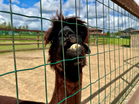 portrait of an alpaca on a farm on a summer day Hight photoの写真素材