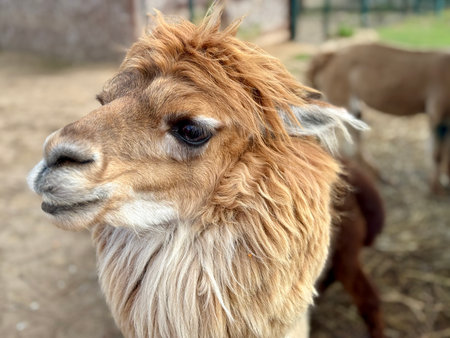 portrait of an alpaca on a farm on a summer day Hight photoの写真素材