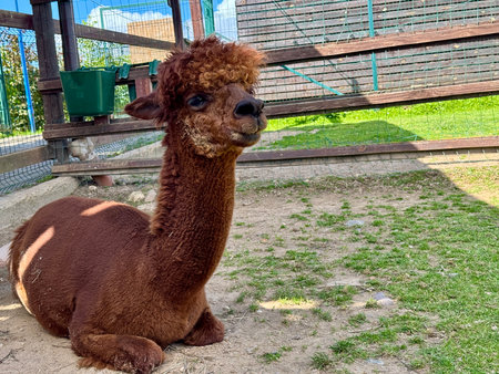 portrait of an alpaca on a farm on a summer day Hight photoの写真素材