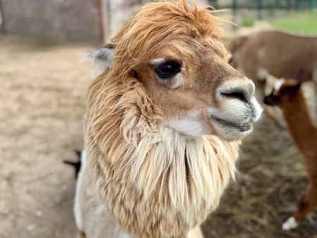 portrait of an alpaca on a farm on a summer day High quality photoの写真素材