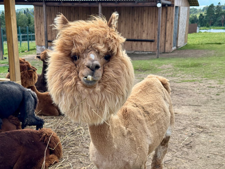 portrait of an alpaca on a farm on a summer day High quality photoの写真素材