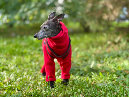 An elderly dog in a red suit on a walk in autumn. High quality photoの写真素材