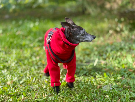 An elderly dog in a red suit on a walk in autumn. High quality photoの写真素材