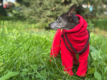 An elderly dog in a red suit on a walk in autumn. High quality photoの写真素材