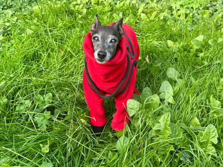 An elderly dog in a red suit on a walk in autumn. High quality photoの写真素材