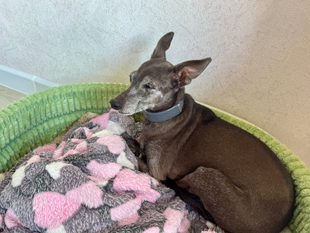 An elderly leftie is resting on a couch at home. High quality photoの写真素材