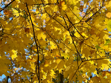 Golden autumn, yellow maple leaves. High quality photoの写真素材