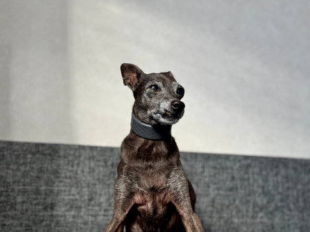 an elderly small Italian greyhound of gray color is sitting on the couch at home. High quality photo