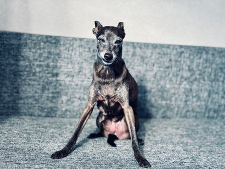 an elderly small Italian greyhound of gray color is sitting on the couch at home. High quality photoの写真素材