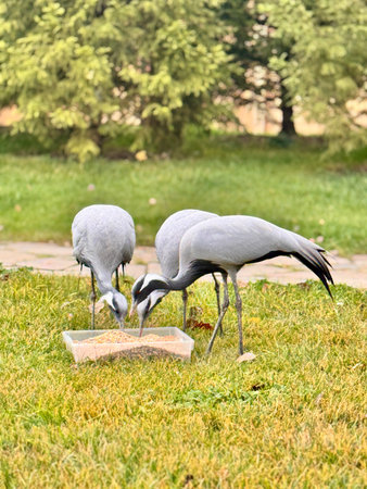 A beautiful grey crane in a country park in a warm autumn. Photoの写真素材