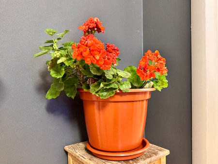 Blooming geranium in a pot on a black background. High quality photoの写真素材