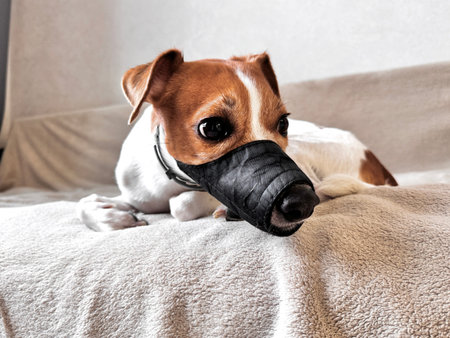 a young thoroughbred Jack Russell Terrier at home in a muzzle photo