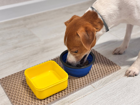 A beautiful Terrier dog eats food from a bowl at home after a walk photoの写真素材