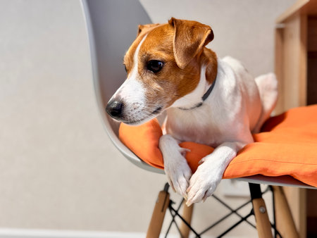 A young cheerful Jack Russell Terrier is lying on a chair at home. Photoの写真素材