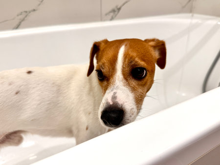 Beautiful Jack Russell Terrier dog in the bathroom after a walk photoの写真素材