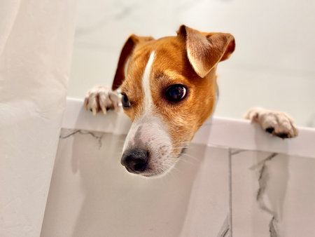 Beautiful Jack Russell Terrier dog in the bathroom after a walk photoの写真素材