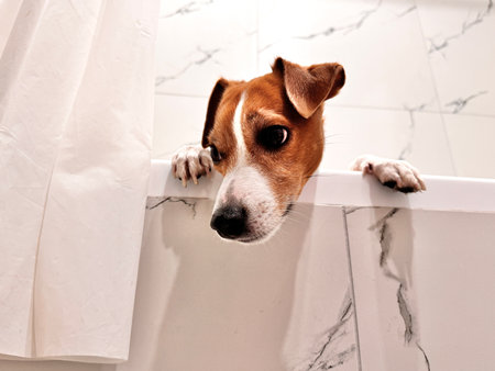 Beautiful Jack Russell Terrier dog in the bathroom after a walk photoの写真素材