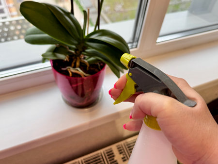 Home flower care, spraying orchids at home from a spray bottle. High quality photoの写真素材