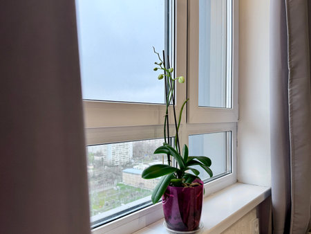 An orchid that is gaining color stands on the windowsill of a house. High quality photoの写真素材