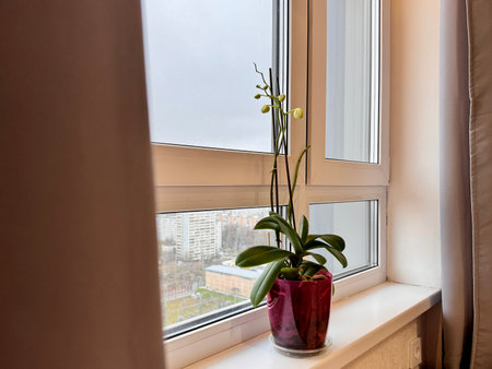 An orchid that is gaining color stands on the windowsill of a house. High quality photoの写真素材