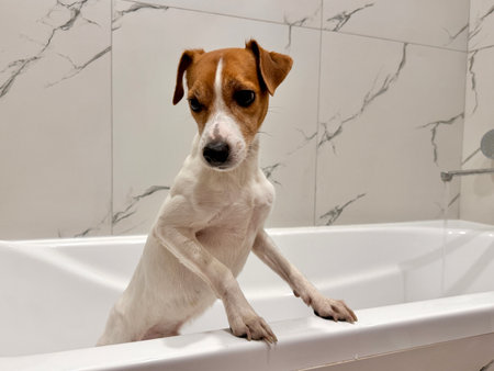 Beautiful Jack Russell Terrier dog in the bathroom after a walk photoの写真素材