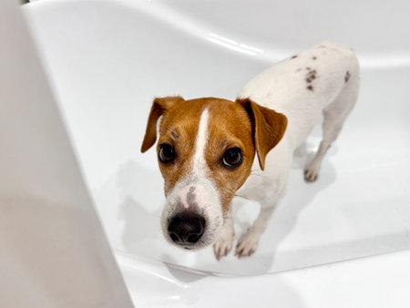 Beautiful Jack Russell Terrier dog in the bathroom after a walk photoの写真素材