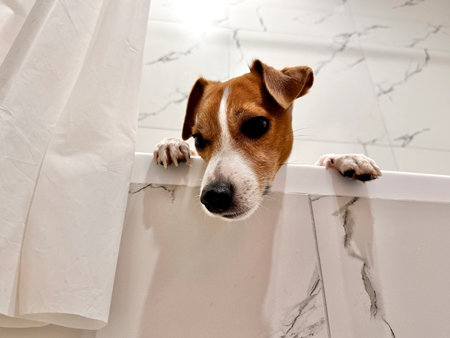 Beautiful Jack Russell Terrier dog in the bathroom after a walk photoの写真素材