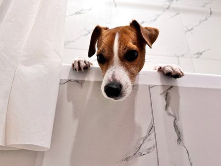 Beautiful Jack Russell Terrier dog in the bathroom after a walk photoの写真素材