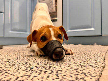 a young thoroughbred Jack Russell Terrier at home in a muzzle photoの写真素材