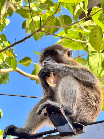 A monkey sits on a fence against a background of blue sky and a tree.