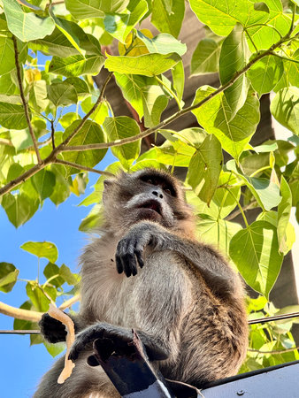A monkey sits on a fence against a background of blue sky and a tree.