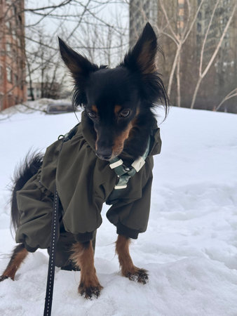 happy young puppy in a spring jumpsuit on a walk with her owner. High quality photoの写真素材