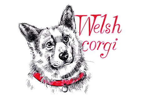 Welsh Corgi Pembroke dog. Pen sketch. Lettering.の写真素材