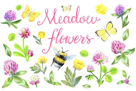 Meadow flowers. Clover, buttercups. Butterflies and bumblebee. Design wedding invitations. Isolated on a white background.の写真素材