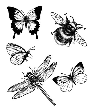 Dragonfly, bumblebee and butterflies. Isolated on a white background. Graphic ink drawing.の写真素材