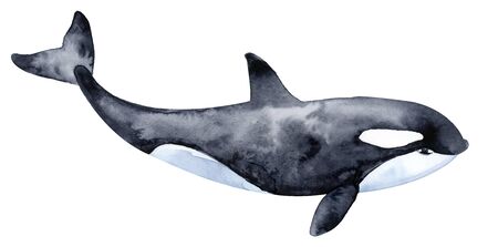 Killer whale. Watercolor illustration. Isolated on a white background.の写真素材