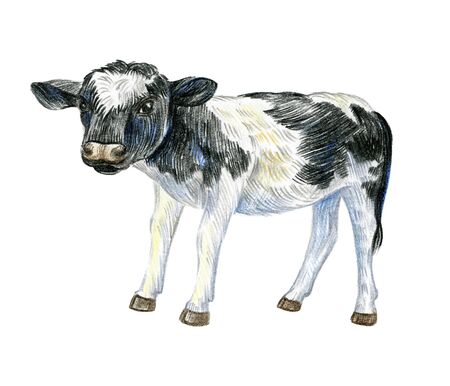 Little cute calf isolated on a white background. Full-length image. Sketch made with colored pencils.の写真素材