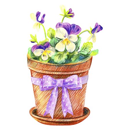 Violets in a pot with a purple polka dot bow. Gardening. Pencil sketch.の写真素材
