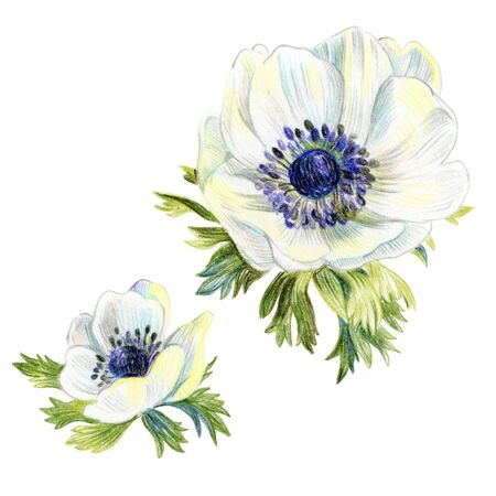 White anemone flowers isolated. Elements for the design of wedding invitations.の写真素材