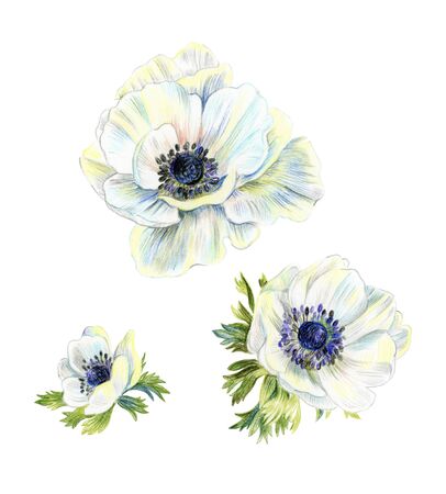 White anemone flowers isolated. Elements for the design of wedding invitations.の写真素材