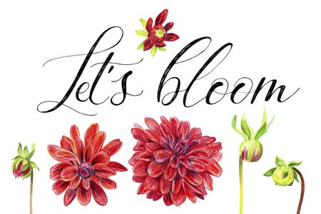 Lettering Let's bloom. Red dahlias and drop buds. Pencil sketch isolated on white background.の写真素材